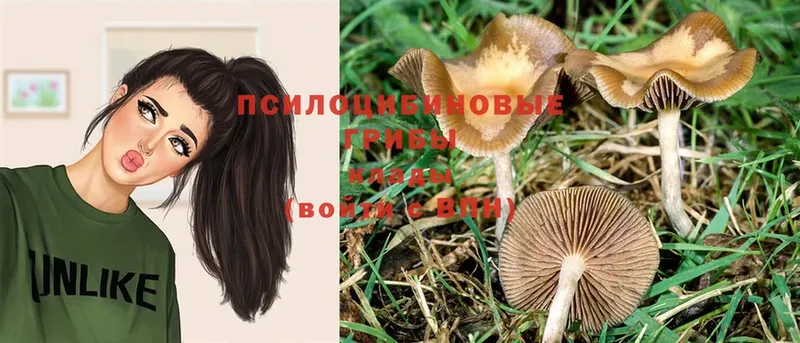 Псилоцибиновые грибы Psilocybine cubensis  Ясный 